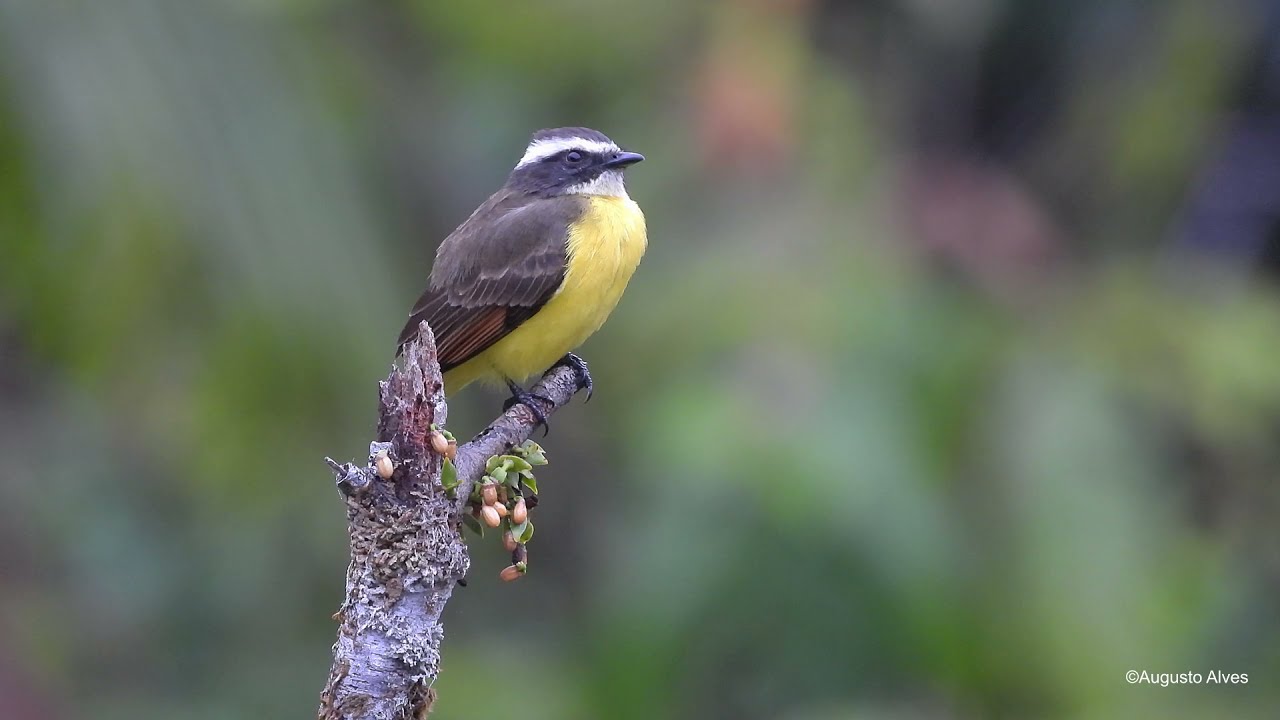 Bentevizinho-de-asa-ferrug&iacute;nea / Rusty-margined Flycatcher /Myiozetetes cayanensis
