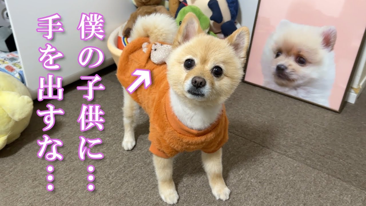 愛犬に新しい洋服をプレゼントしたら大変なことになりました…笑