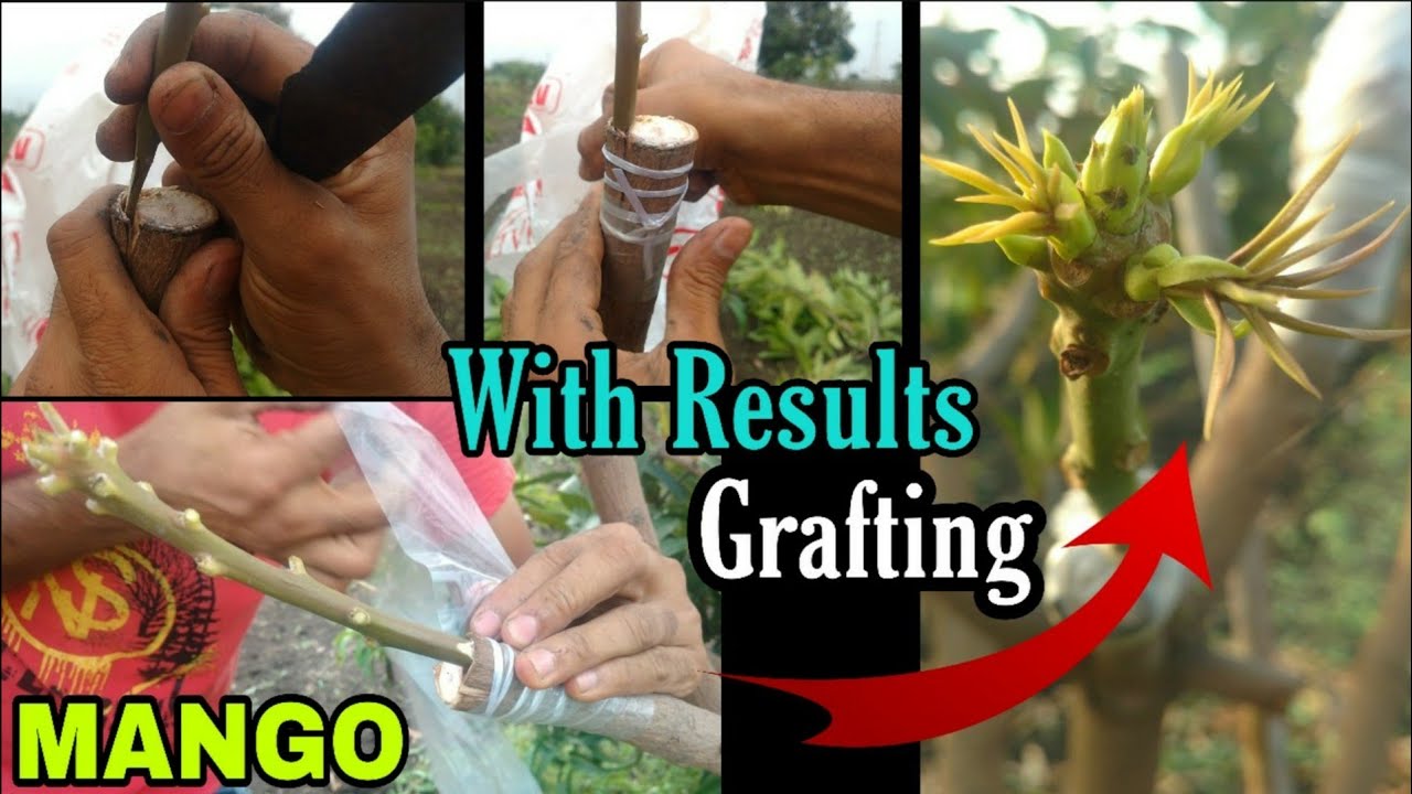 Multiple Grafting On Mango Tree | Mango Bark Grafting | आम की कलम बांधने की सफल विधि | mango