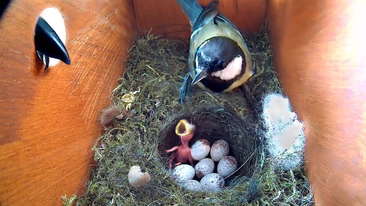 AZ ÚJSZÜLÖTT KISMADÁRKÁKAT EGY RAGADOZÓ TÁMADÁSÁNAK TETTÉK KI!