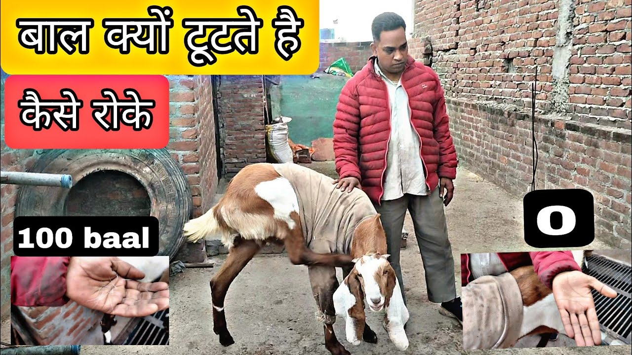 बाल क्यों टूटते है और । कैसे रोके bakro ke bal jhadd#bakripalankaisekre#goathusbandry #cow #goatfarm
