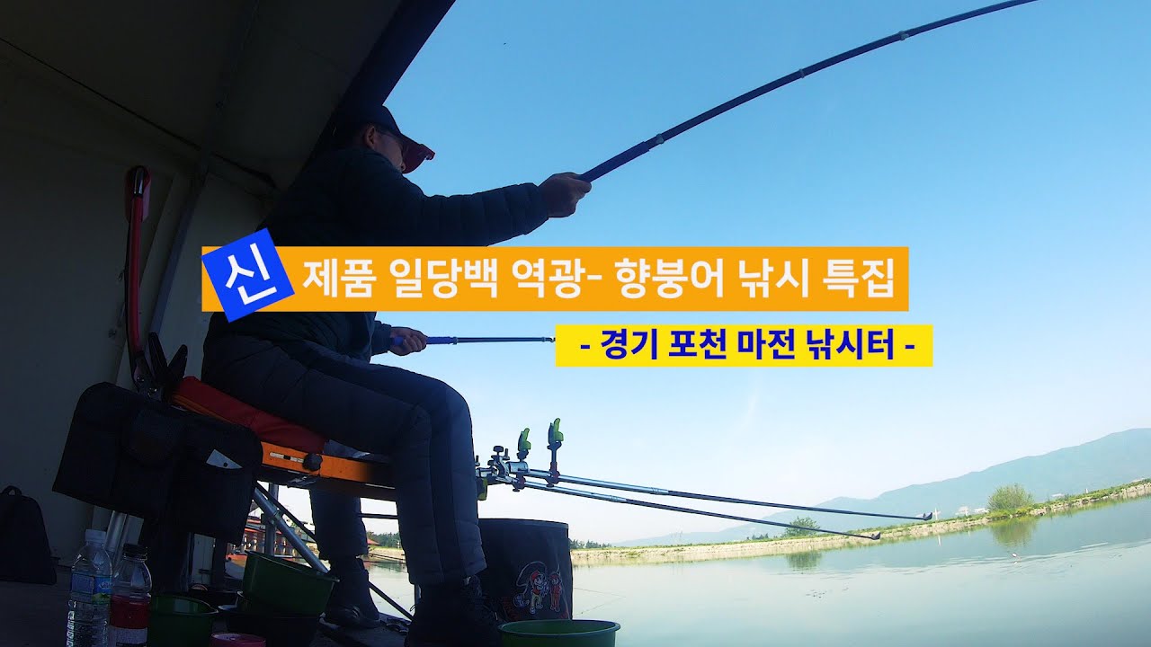 [양어장] 61.신제품 일당백 역광 - 향붕어 낚시 특집(포천 마전낚시터)