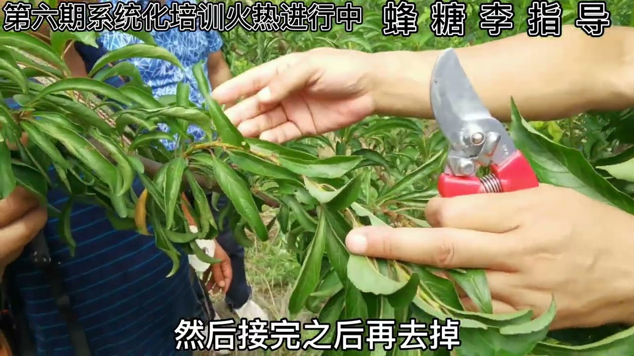 四川古蔺王总1000亩蜂糖李颗粒无收，什么原因造成呢？一看便知 #干货 #干货分享 #种植