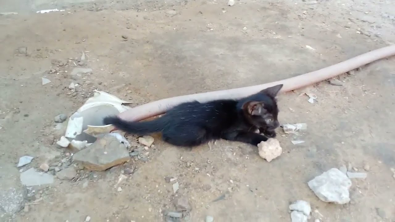 Happiest Well Grown Black Kitten of Mine