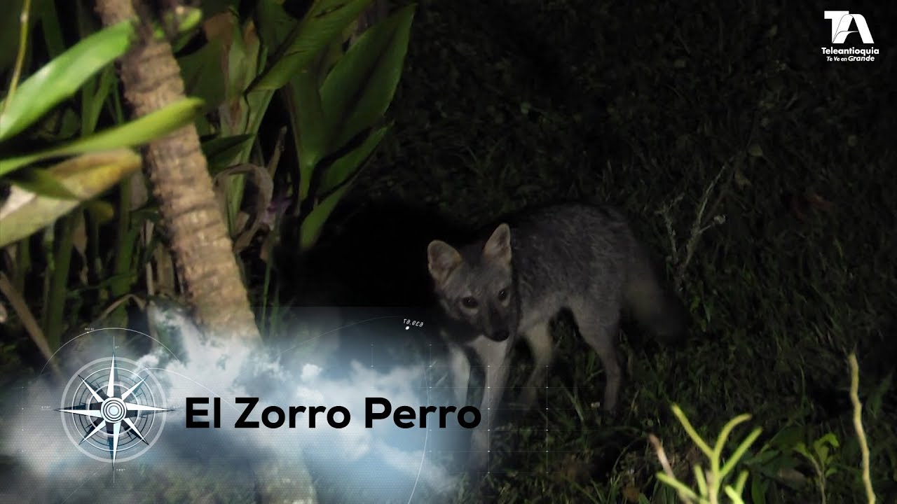 Expedición Antioquia, Capítulo 10: El Zorro Perro - Teleantioquia