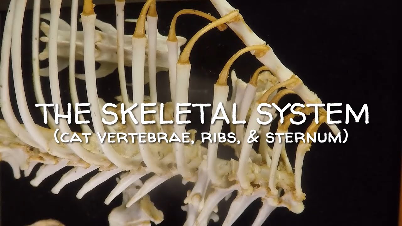 Skeletal System #05 (Cat Vertebrae, Ribs, and Sternum)