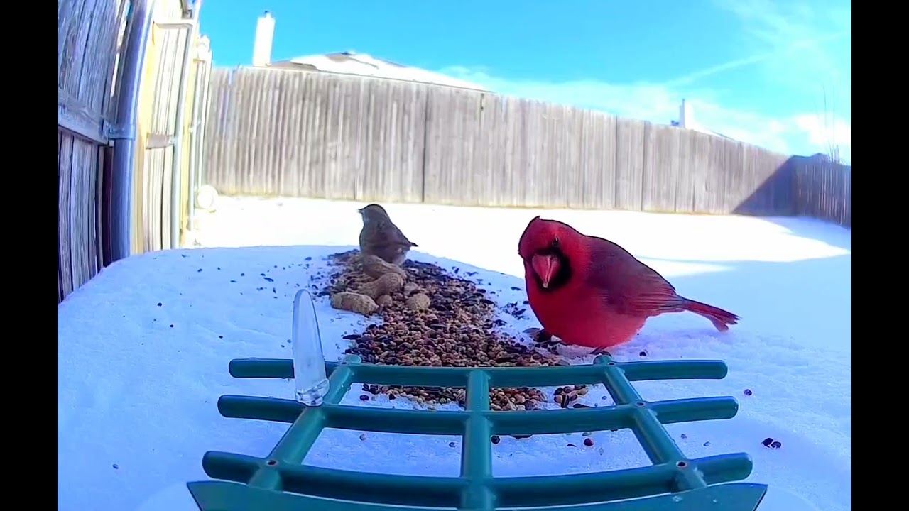 Red bird beauties during the winter storm  