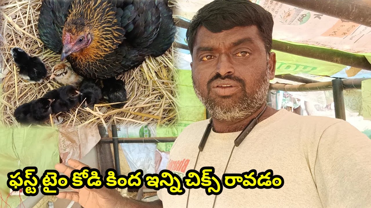 కోడి కింద incubator కంటే ఎక్కువ చిక్స్ వచ్చాయి