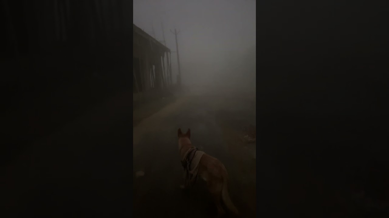 #morningroutine #agra #winter #fog #belgianmalinois #dog