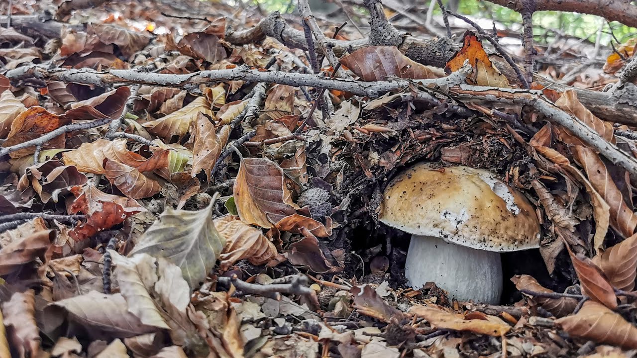 Porcini | Il 