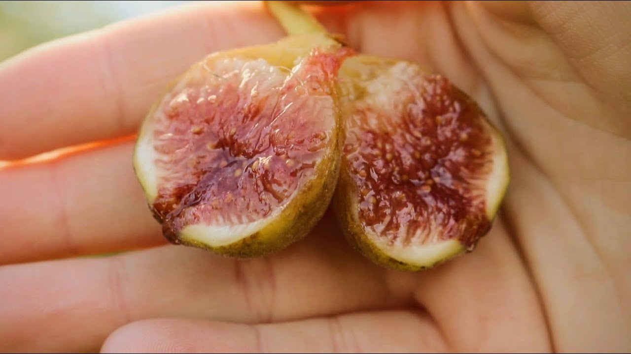 The Best Early Fig Varieties
