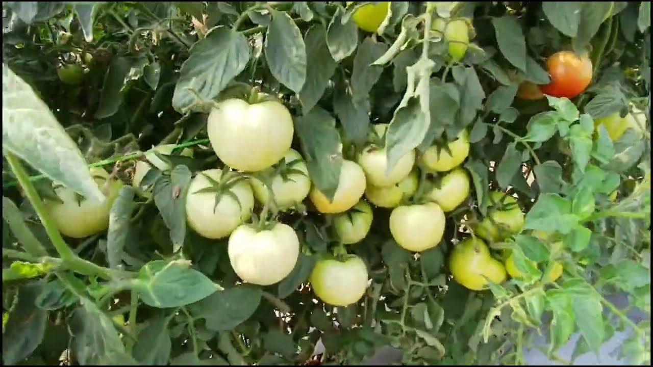 clause sona 38F1