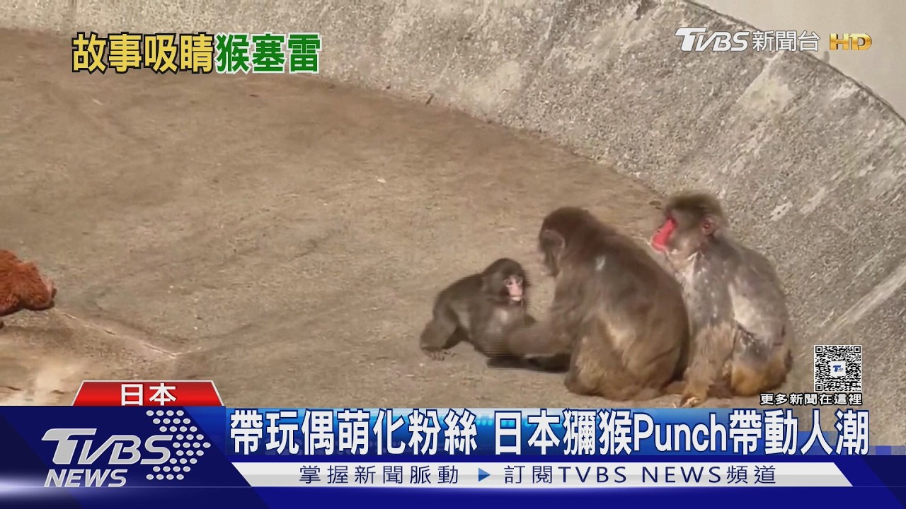幫獼猴Punch交朋友! 動物園將設捐款管道 台劇《動物園》意外搭時事｜TVBS新聞 @TVBSNEWS01