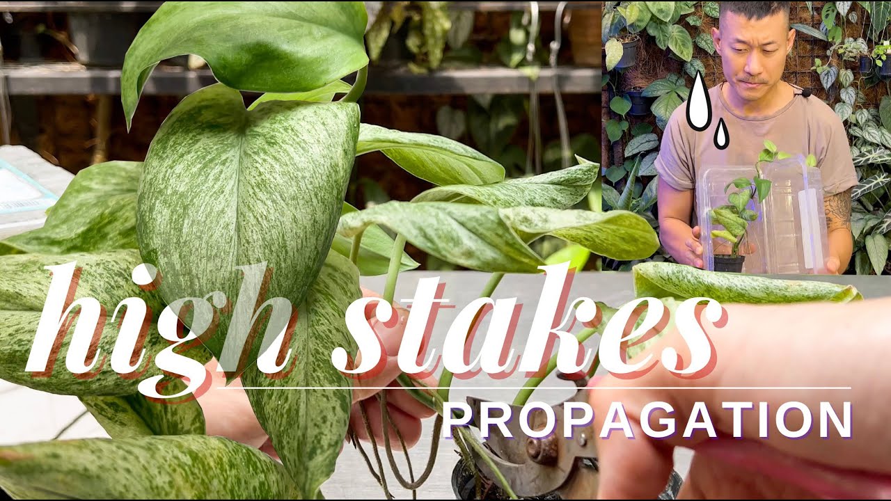 Challenging Scindapsus Treubii Variegated Propagation, Care and Acclimatization | With Updates!