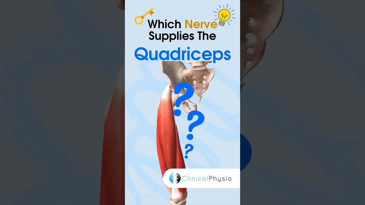 Quadriceps Nerve Supply #physicaltherapy #anatomy #physiotheraphy #quads #quadriceps