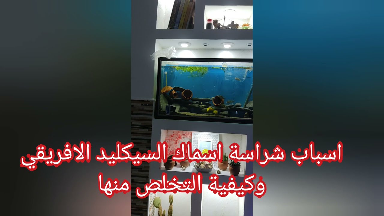 أسباب شراسة أسماك السيكليد الافريقي