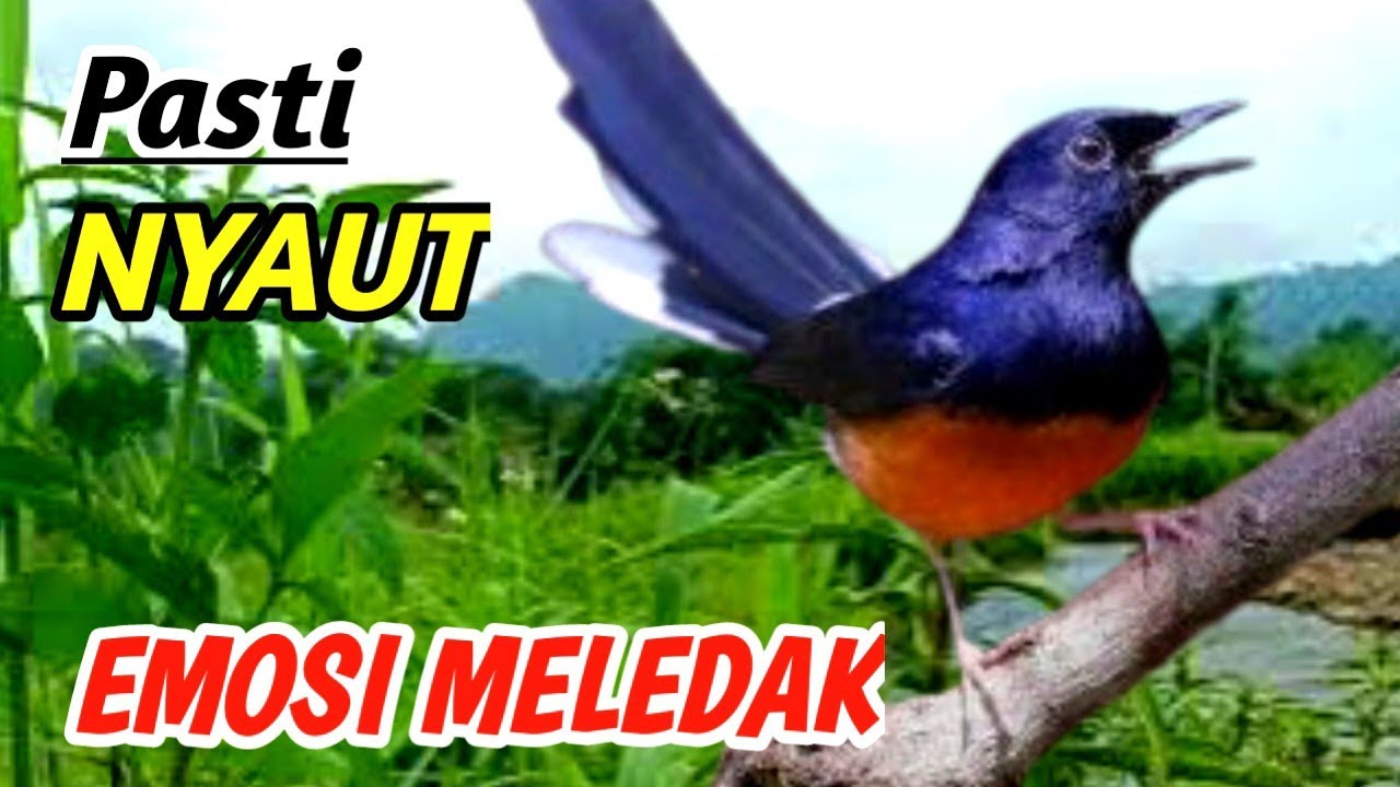 Real Nature River Sound Masteran Murai Batu – Bird Therapy | Relaxing Forest Ambience