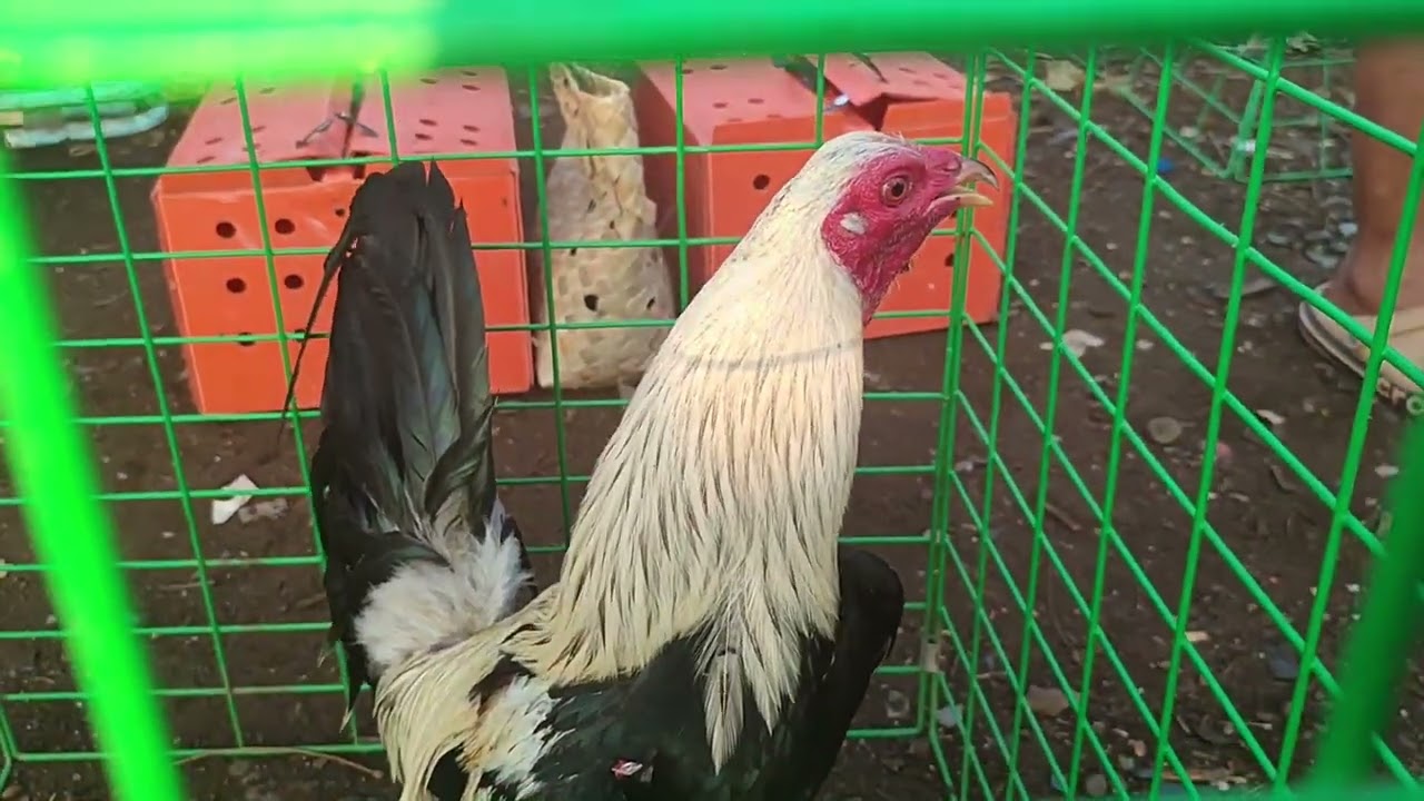 quality mga manok ngayun sa bocaue.