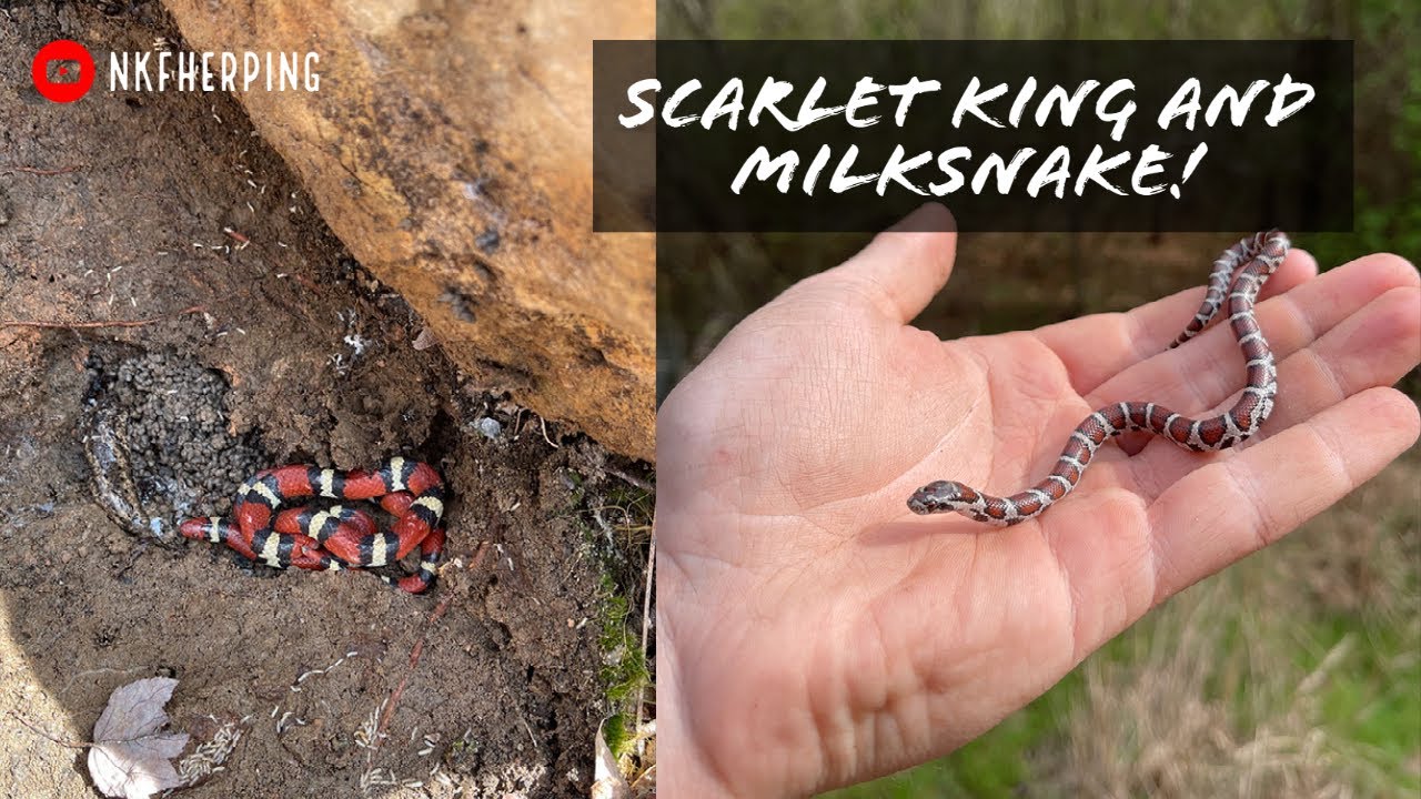 Finding a Scarlet Kingsnake and Milksnake in the Same Day! Spring Herping in Georgia with PetfaxTV