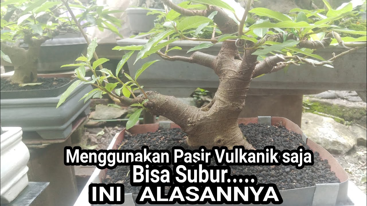 Alasan Menggunakan Pasir Vulkanik (Pasir Malang ) Saja Bisa Tumbuh Subur 