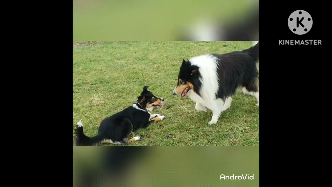 American Collie Kenny hat wieder Spaß