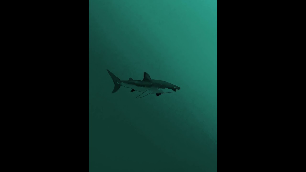 Keep on moving #digitalart #digitaltutorial #sharkpainting #ipad #iartbook #arts
