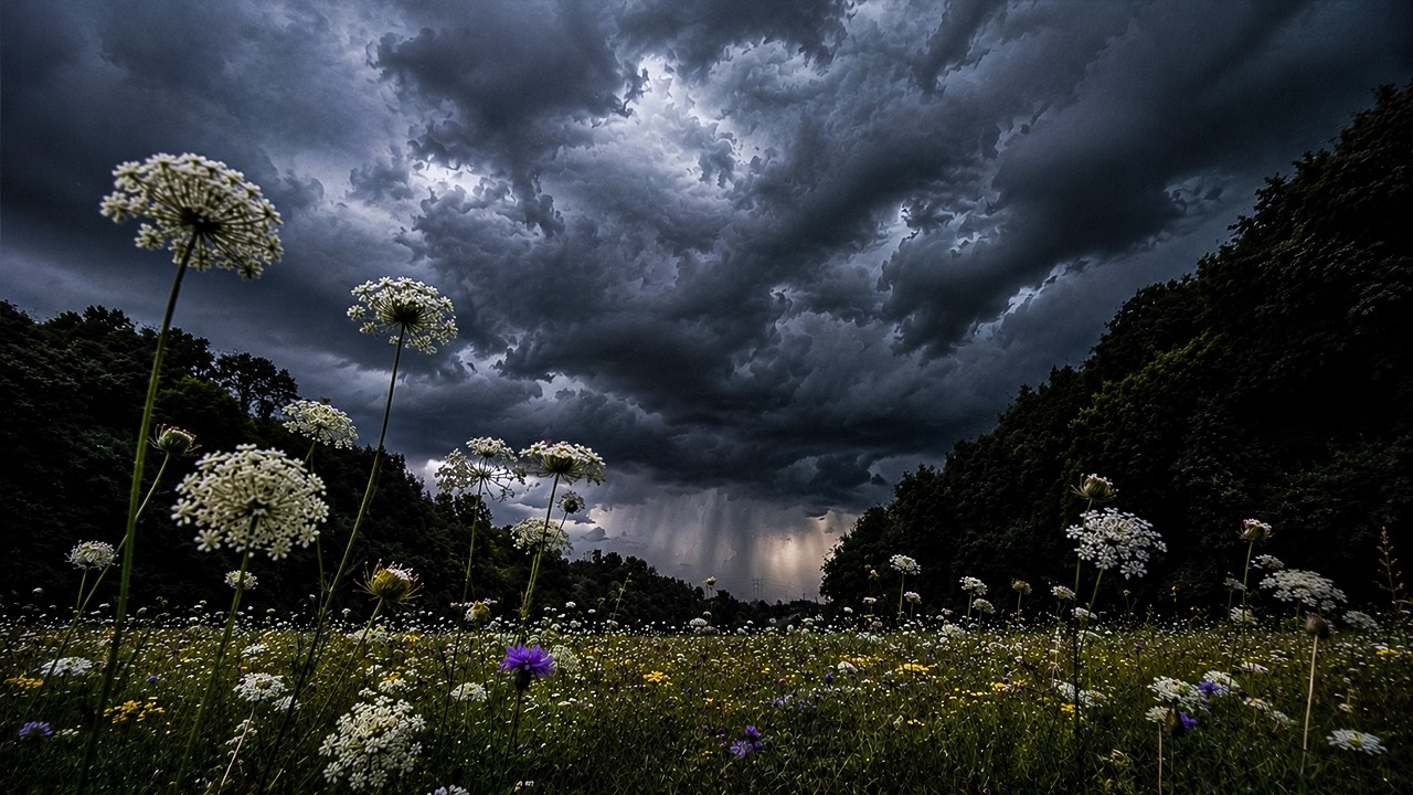 Wildflower Meadow Before the Storm | Rain & Thunder Sounds | 3 HOURS