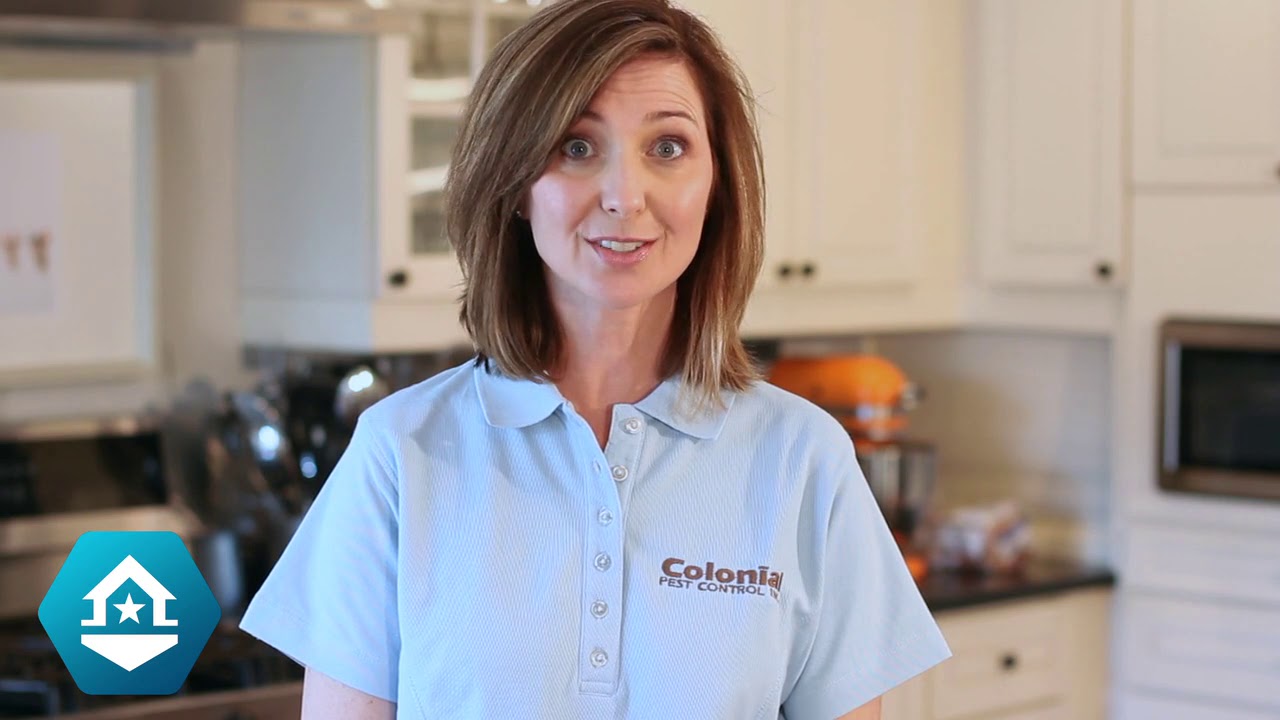 Colonial Pest Control - Carpenter Ant Exterminator in MA & NH