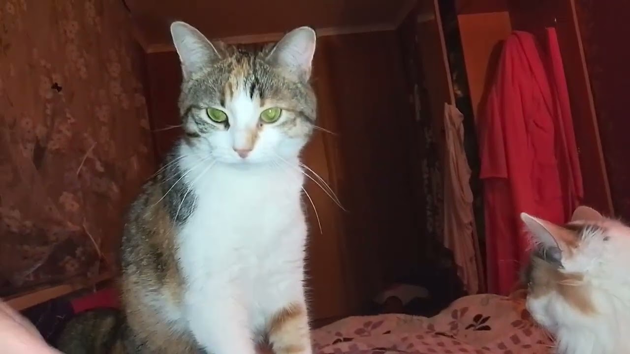 У НАС ПОЗДНИЙ,ПОЗДНИЙ ВЕЧЕР!🌠❄️😺