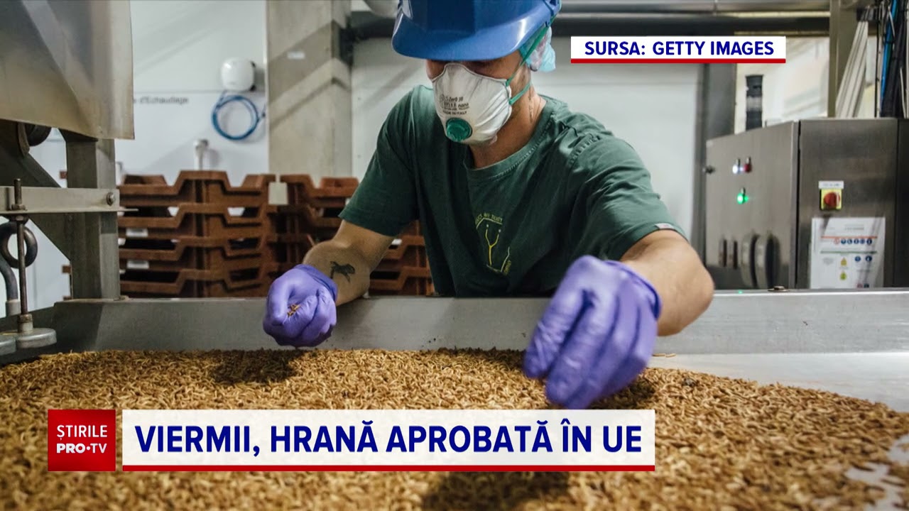 Ce este viermele de făină, prima insectă aprobată ca aliment în UE. Cum se găteşte