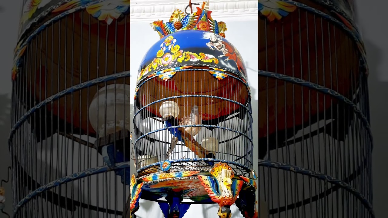 Burung perkutut bangkok rajin irama bagus