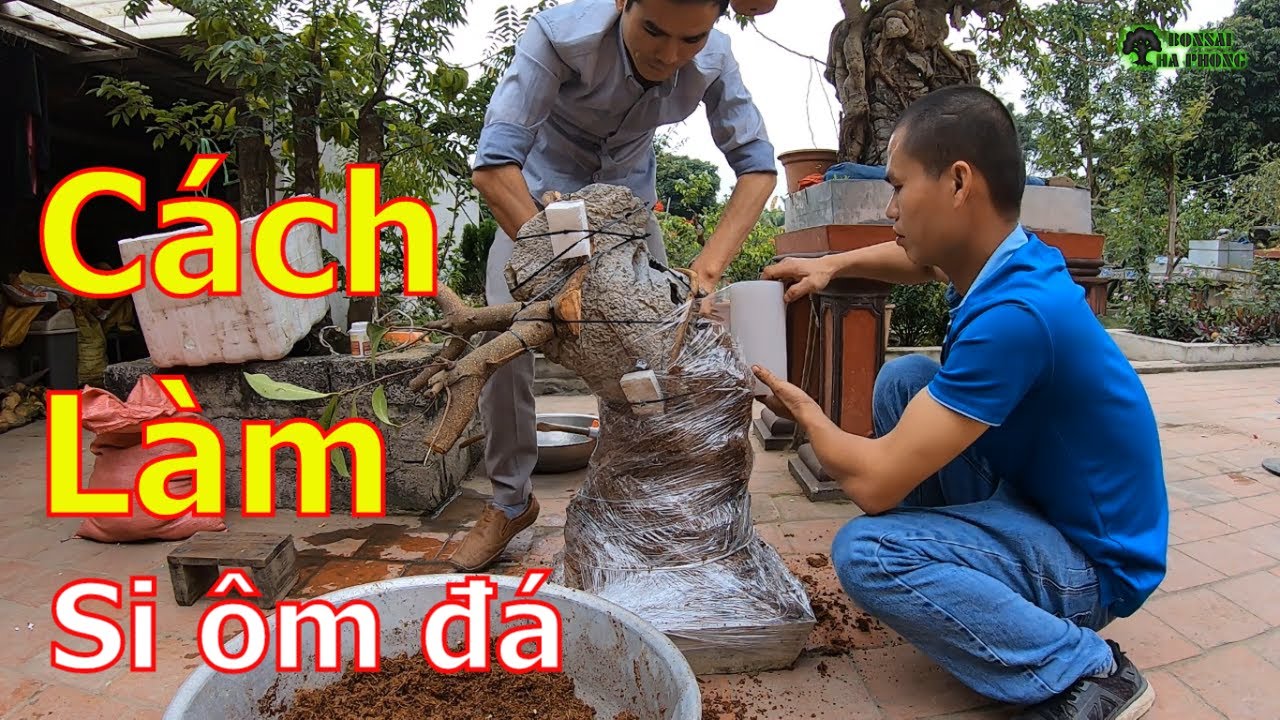 Cách làm cây Si ôm đá và những lưu ý cần thiết cho người mới chơi bonsai-BShp