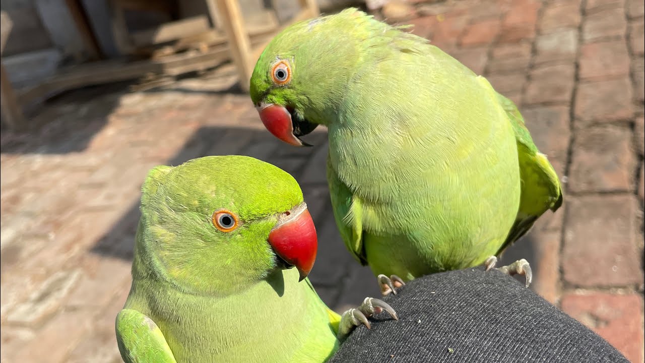 Cute & funny Mr. Baby Totu compilation😂❤️ #babytotu #viral #viralvideo #video #youtube #birds #love 