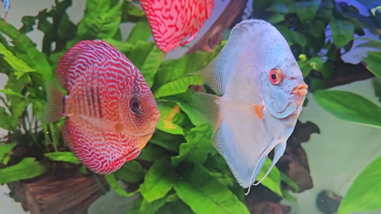 PECES DISCO ADULTOS