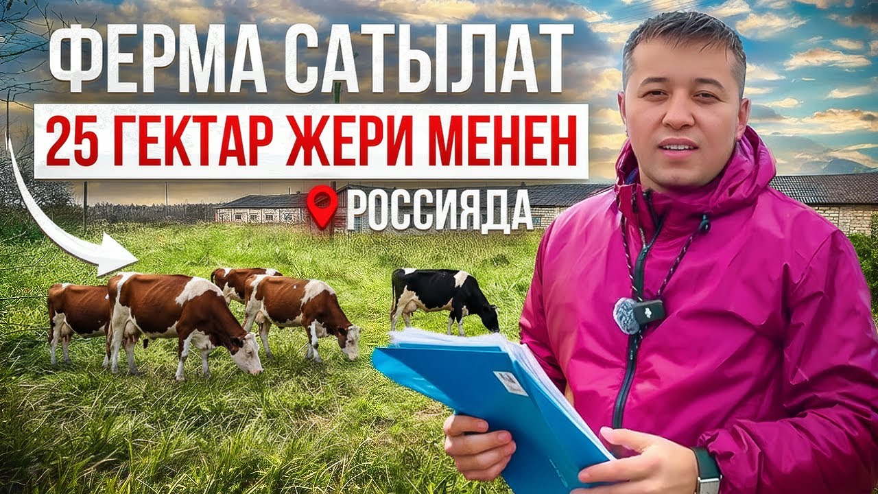 🇷🇺Россияда🇷🇺 ферма сатылат! 200 уй 🐄батат 25 гектар жери менен!