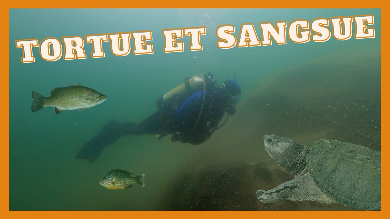 Plongée au lac des Trente et Un Milles (poissons, tortue et autres)