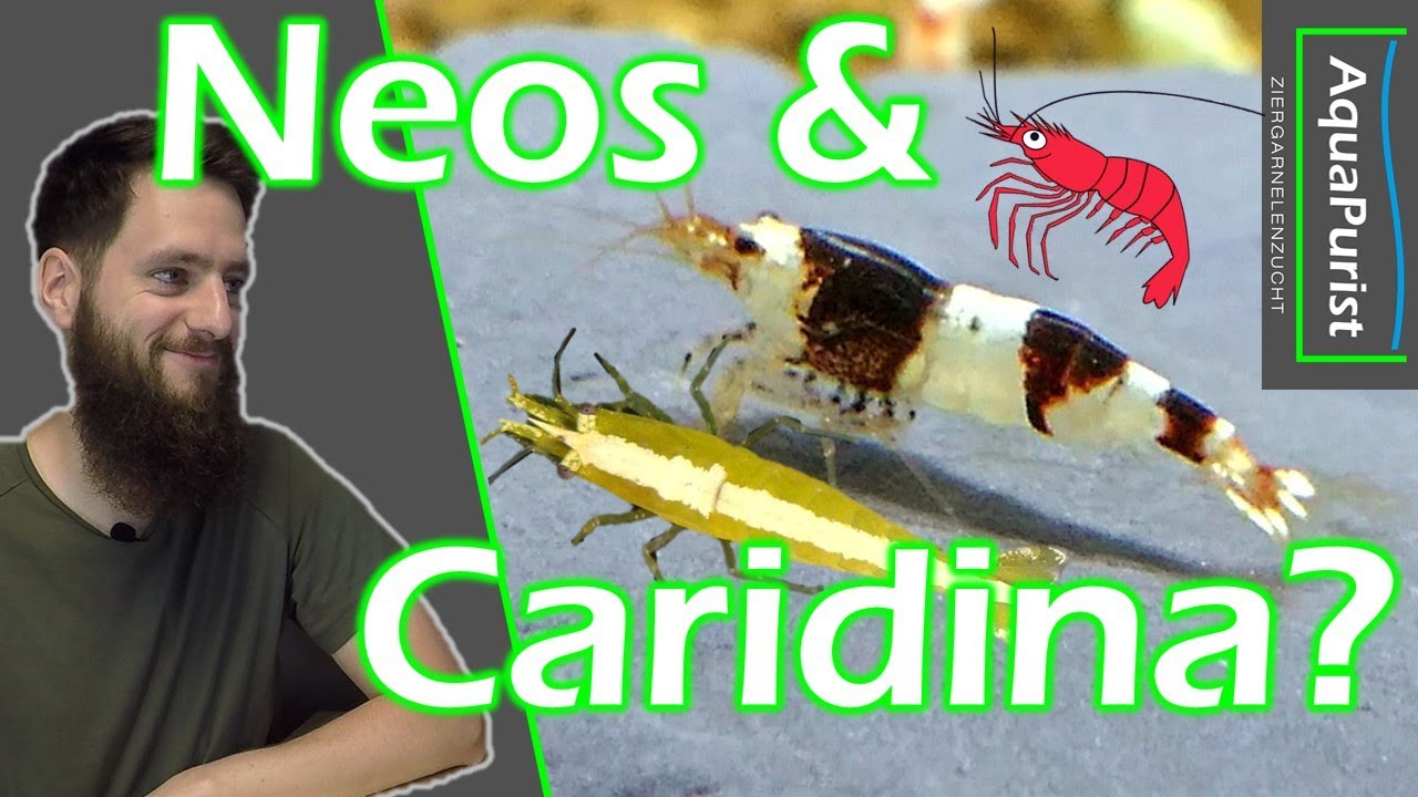 Neocaridina und Caridina zusammen halten? DAS musst du beachten!