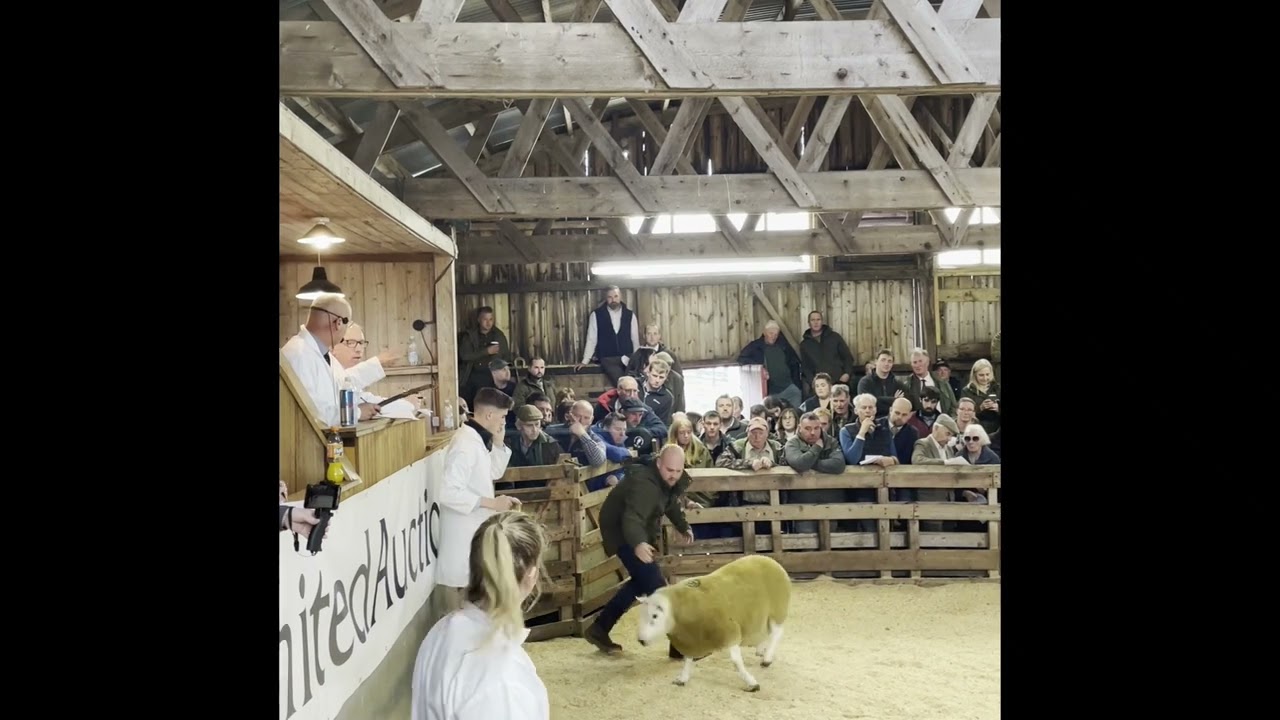 Take A Trip To Lairg Auction Market With Us For The North Country Cheviot Annual Ram Sale
