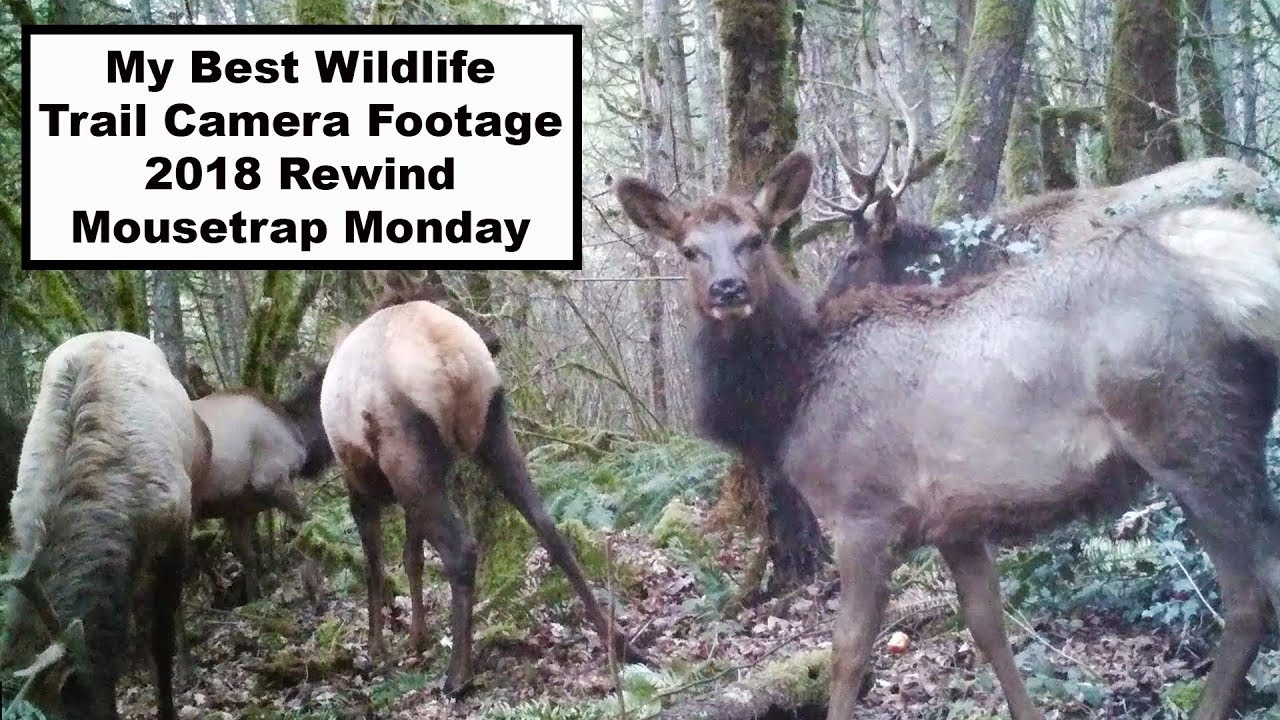 My Favorite Wildlife Trail Camera Footage. 2018 Rewind Mouse Trap Monday Style.