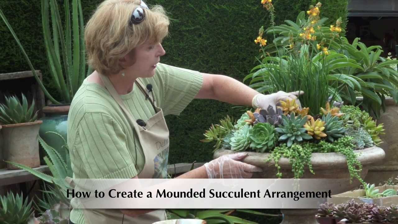 How to Make a Mounded Succulent Arrangement