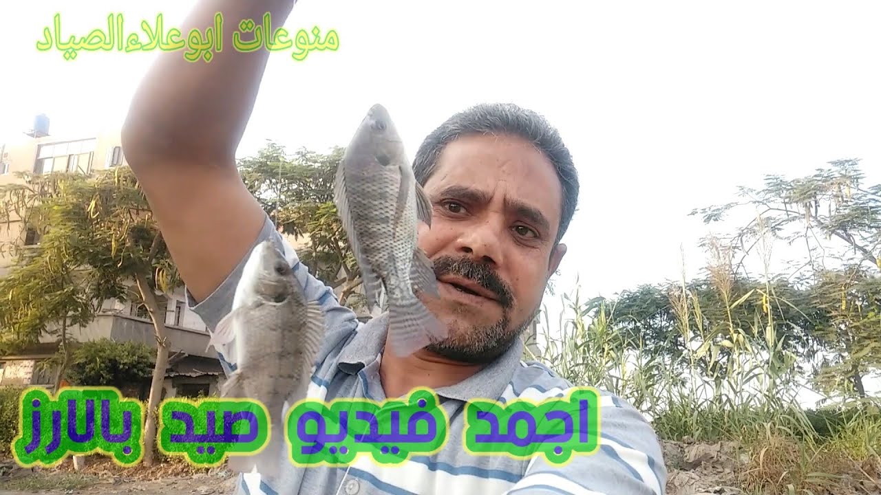 وصف اقوي طعمايه للبلطي