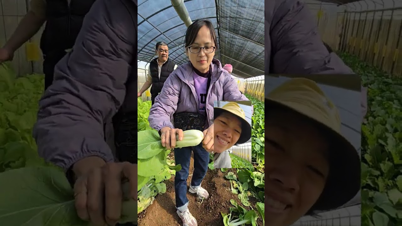 Kebun organic,petik sayuran