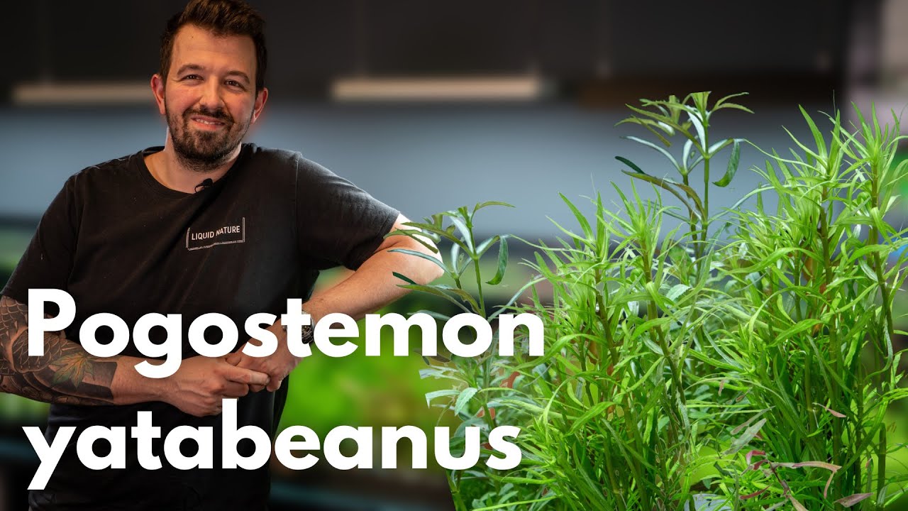 Pogostemon yatabeanus | Liquid Nature Pflanzenvorstellung