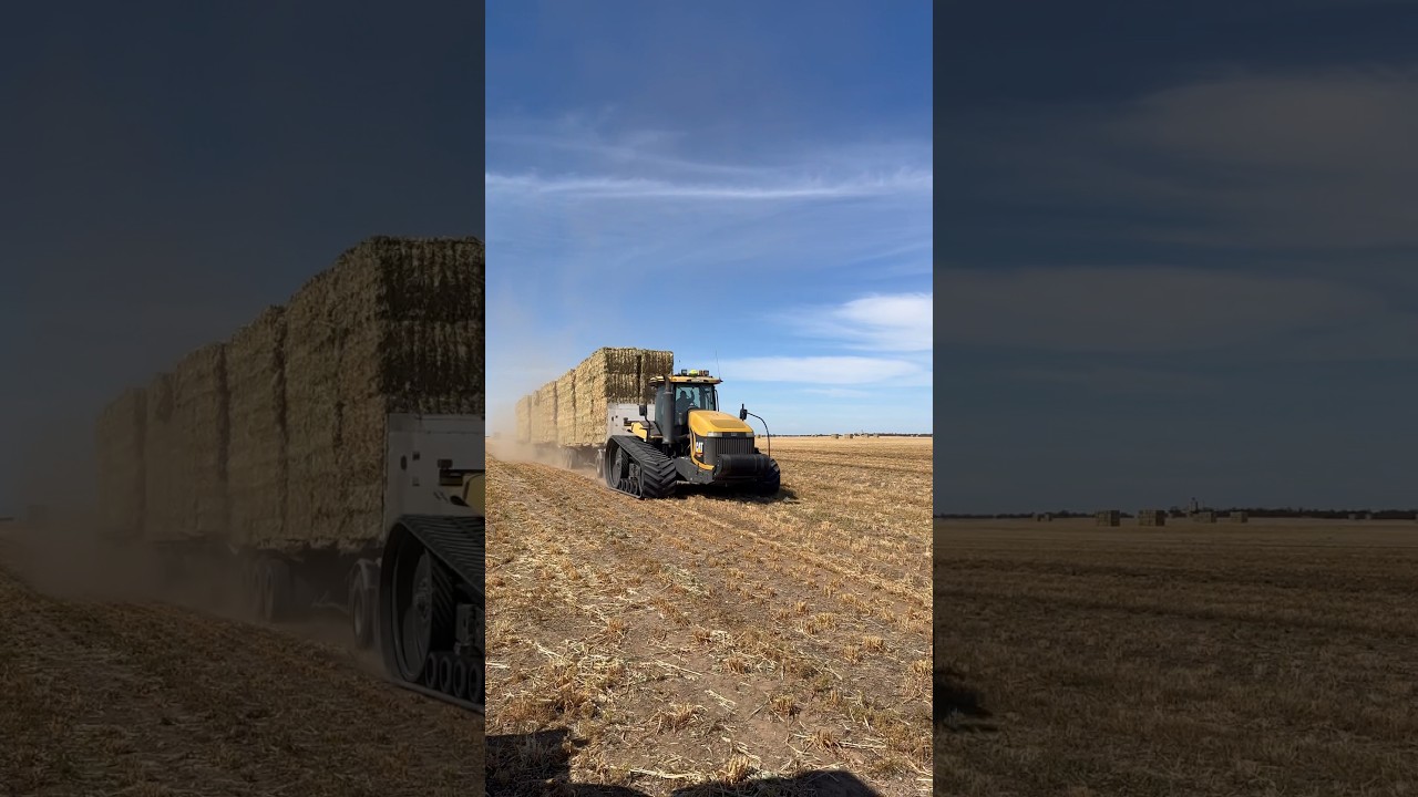 Big hay harvest in Australia #agriculture #tractor #australia #hay #challanger #victoria #harvest
