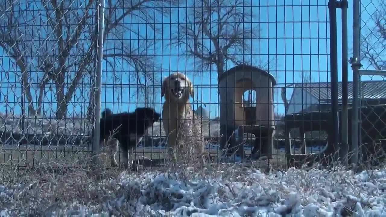 Organization works to pair service dogs with veterans for free