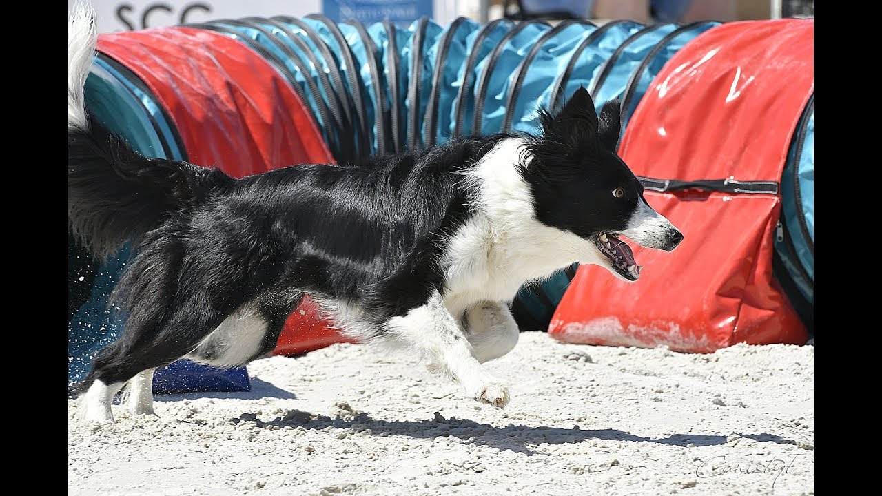 Heaven Championnat de France Agility 2017