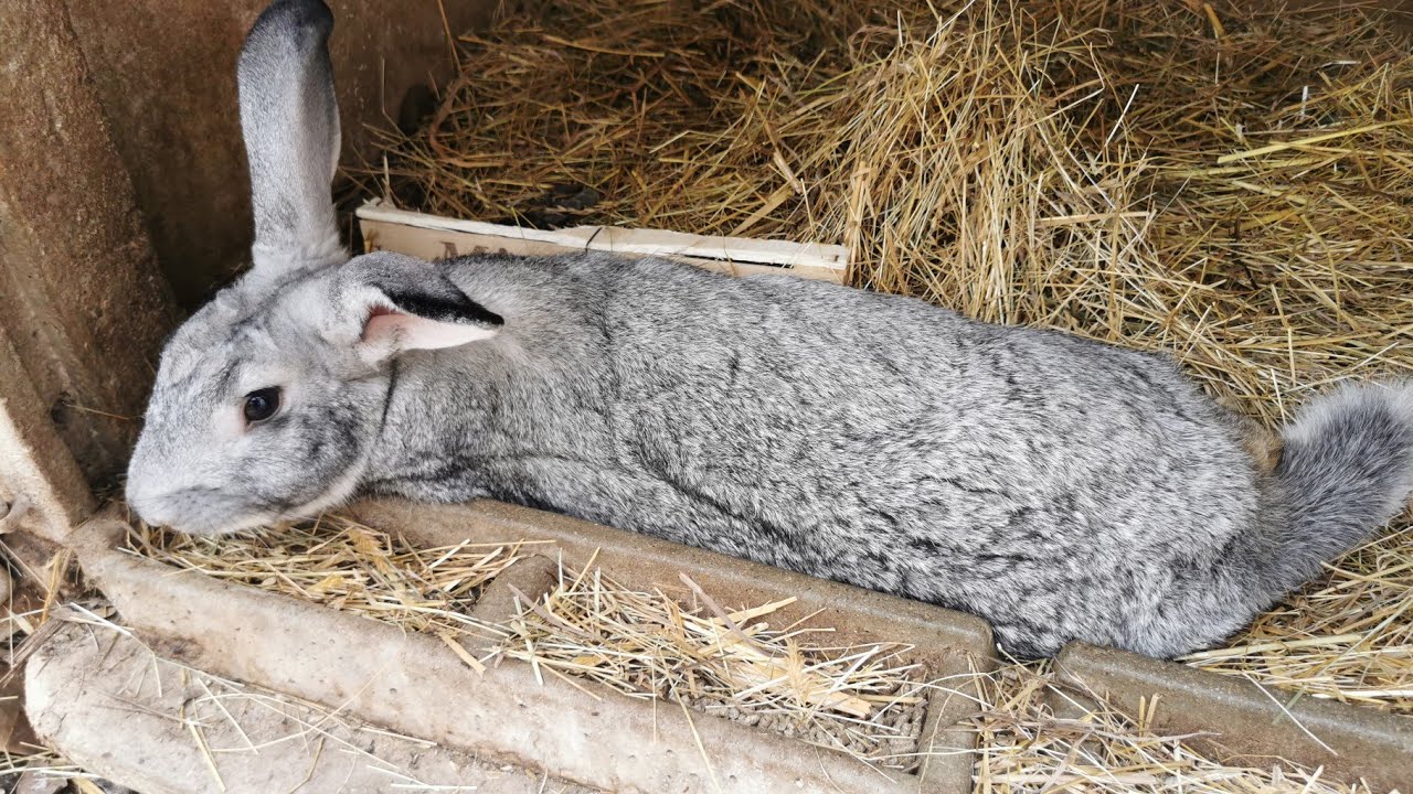 Comment savoir si ma lapine est gestante ? #autonomie#resilience#lapin#