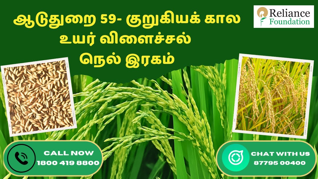 ஆடுதுறை 59- குறுகிய கால உயர் விளைச்சல் நெல் ரகம் | High-yielding rice variety - ADT 59