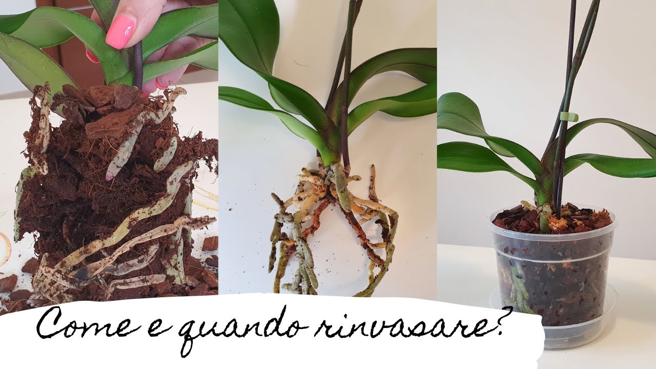 Tutorial: come e quando rinvasare un'orchidea. Radici marce! #rinvasoorchidea #phalaenopsis