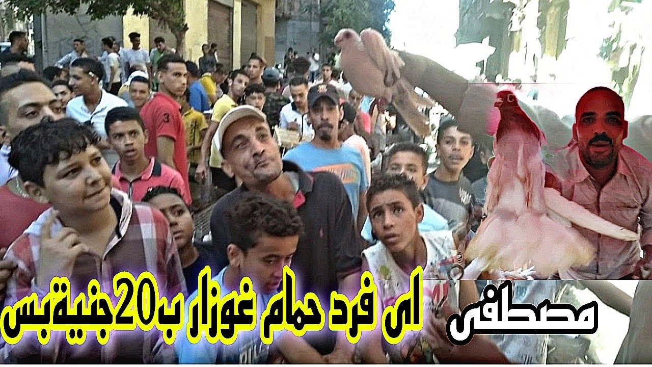 شوف حصل اية فى السوق سعر فرد الحمام الغوزار 20جنية بس😲فى سوق الجمعه بالإسكندرية